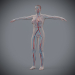 Female_Circulatory_10