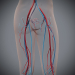 Female_Circulatory_14