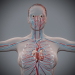 Female_Circulatory_01