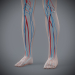 Female_Circulatory_15