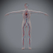 Female_Circulatory_09