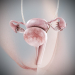 Female_Urinary_Reproductive_02