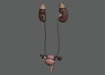 Female_Urinary_Reproductive_06