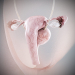Female_Urinary_Reproductive_07