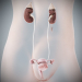 Female_Urinary_Reproductive_05