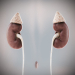 Female_Urinary_Reproductive_04