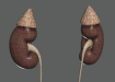 Female_Urinary_Reproductive_09