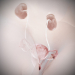 Female_Urinary_Reproductive_08