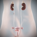 Female_Urinary_Reproductive_01