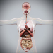 Female_Internal_Organs_03