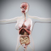 Female_Internal_Organs_02