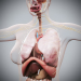 Female_Internal_Organs_06