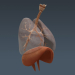 female_anatomy_internal_organs_12