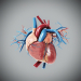 female_anatomy_internal_organs_06