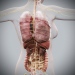 Female_Internal_Organs_07
