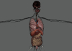 Female_Internal_Organs_12