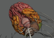 female_anatomy_internal_organs_14