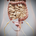 Female_Internal_Organs_10