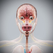 Female_Internal_Organs_05
