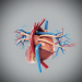 female_anatomy_internal_organs_05