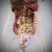 Female_Internal_Organs_09