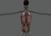 Female_Internal_Organs_11