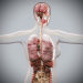 Female_Internal_Organs_04