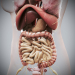 Female_Internal_Organs_08