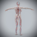Female_Circulatory_Lymphatic_10