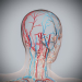 Female_Circulatory_Lymphatic_12