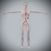 Female_Circulatory_Lymphatic_07