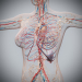 Female_Circulatory_Lymphatic_13