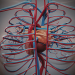 Female_Circulatory_Lymphatic_06