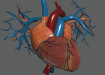 Female_Circulatory_Lymphatic_04