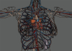 Female_Circulatory_Lymphatic_21