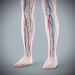 Female_Circulatory_Lymphatic_17