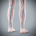 Female_Circulatory_Lymphatic_18