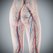 Female_Circulatory_Lymphatic_16