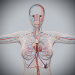 Female_Circulatory_Lymphatic_03