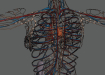 Female_Circulatory_Lymphatic_20