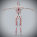 Female_Circulatory_Lymphatic_08