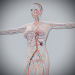 Female_Circulatory_Lymphatic_01