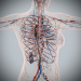 Female_Circulatory_Lymphatic_14