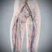 Female_Circulatory_Lymphatic_15
