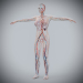 Female_Circulatory_Lymphatic_09