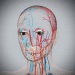 Female_Circulatory_Lymphatic_11