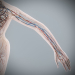 Female_Circulatory_Lymphatic_19