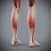 Female_Muscular_Skeletal_19