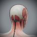 Female_Muscular_Skeletal_10