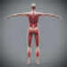 Female_Muscular_Skeletal_05